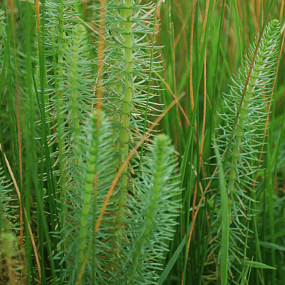 Mare's Tail (Hippuris vulgaris) - 5.5" Pot
