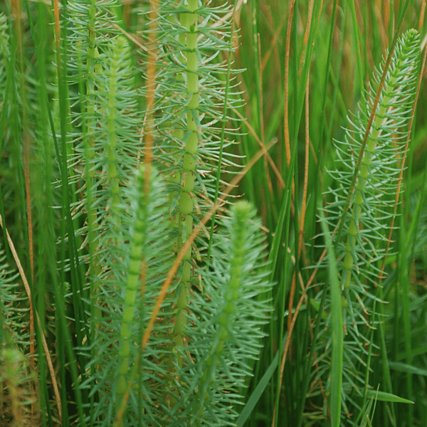 Mare's Tail (Hippuris vulgaris) - 5.5" Pot
