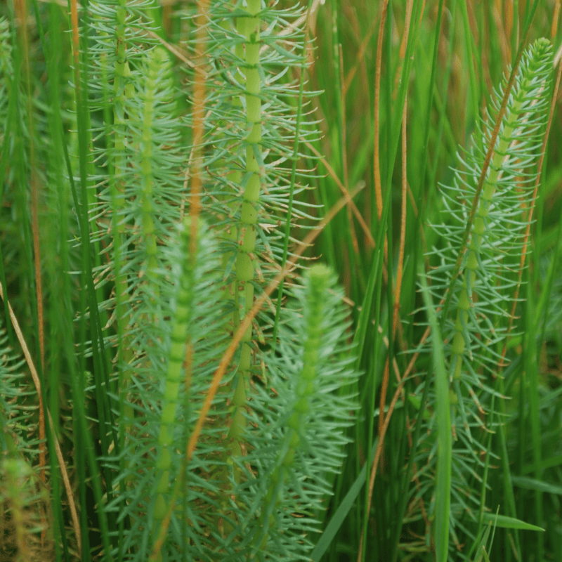 Mare's Tail (Hippuris vulgaris) - 5.5" Pot