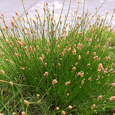 Needle Rush (Eleocharis montevidensis) - 5.5" Pot