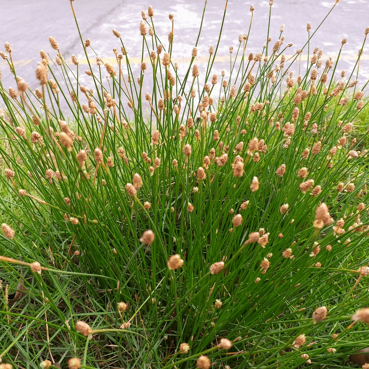 Needle Rush (Eleocharis montevidensis) - 5.5" Pot