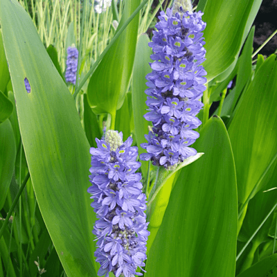 Pickerel Rush (Pontederia cordata) - 5.5" Pot