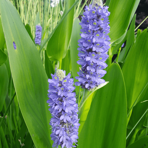 Pickerel Rush (Pontederia cordata) - 5.5" Pot