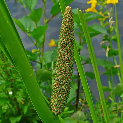 Sweet Flag (Acorus calamus) - 5.5" Pot