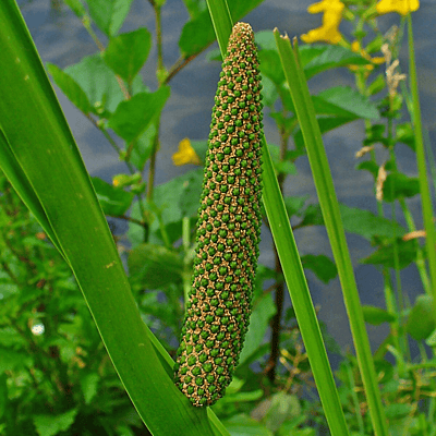 Sweet Flag (Acorus calamus) - 5.5" Pot