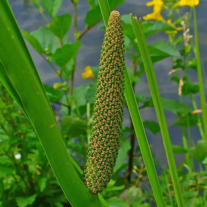 Sweet Flag (Acorus calamus) - 5.5" Pot