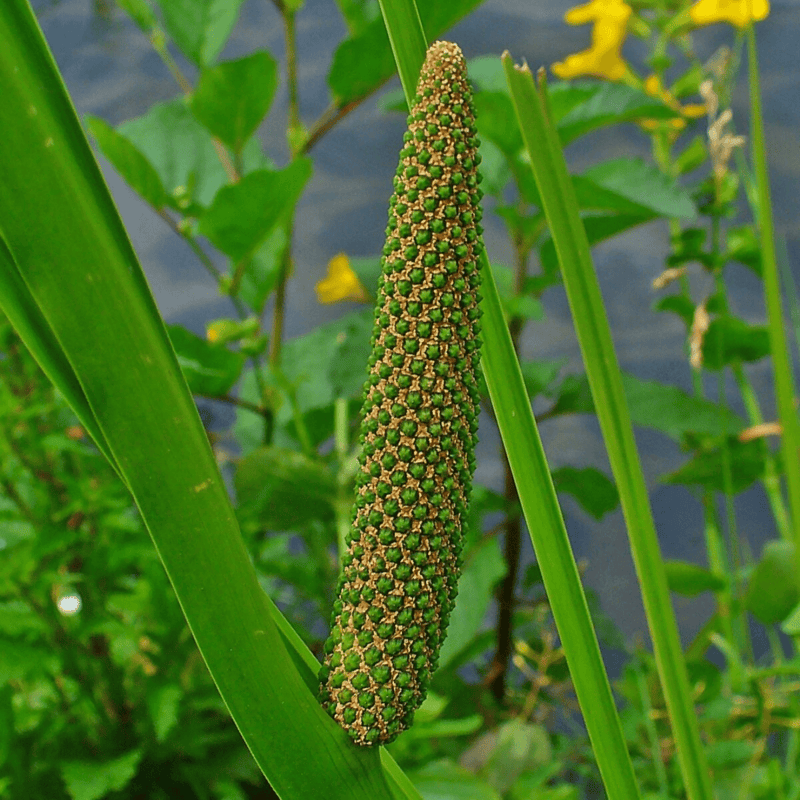 Sweet Flag (Acorus calamus) - 5.5" Pot