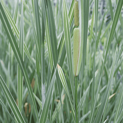 Variegated Cattail (Typha latifolia variegata) - 5.5" Pot