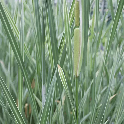 Variegated Cattail (Typha latifolia variegata) - 5.5" Pot
