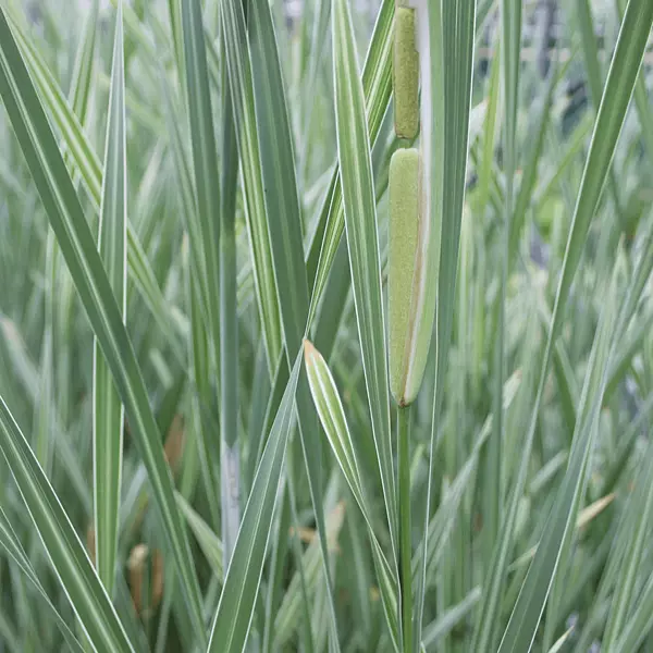 Variegated Cattail (Typha latifolia variegata) - 5.5" Pot