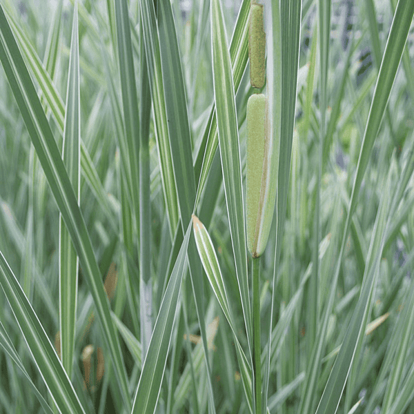 Variegated Cattail (Typha latifolia variegata) - 5.5" Pot