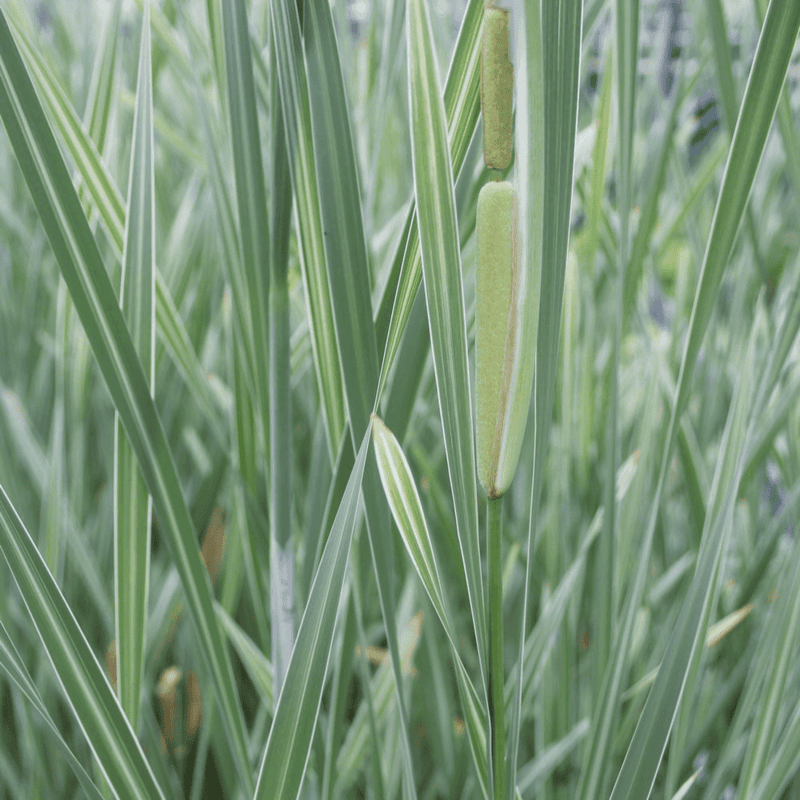 Variegated Cattail (Typha latifolia variegata) - 5.5" Pot