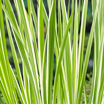 Variegated Sweet Flag (Acorus calamus variegatus) - 5.5" Pot