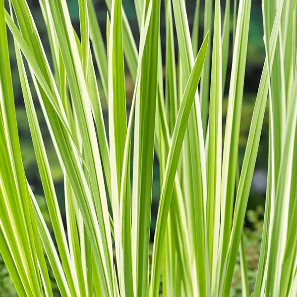 Variegated Sweet Flag (Acorus calamus variegatus) - 5.5" Pot
