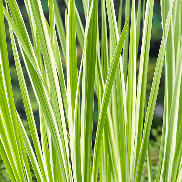 Variegated Sweet Flag (Acorus calamus variegatus) - 5.5" Pot