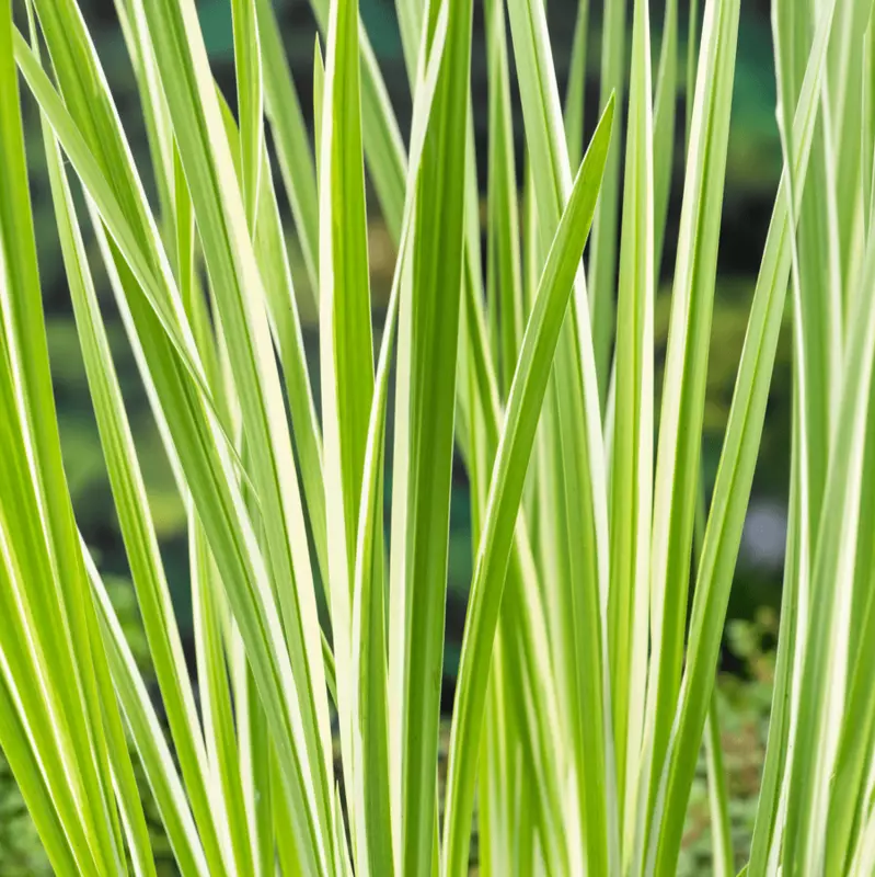 Variegated Sweet Flag (Acorus calamus variegatus) - 5.5" Pot