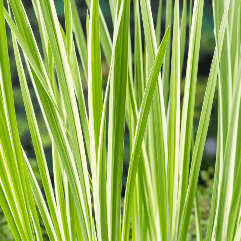 Variegated Sweet Flag (Acorus calamus variegatus) - 5.5" Pot