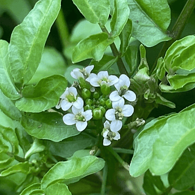 Water Cress (Radicula nasturtium aquaticum) - 5.5" Pot