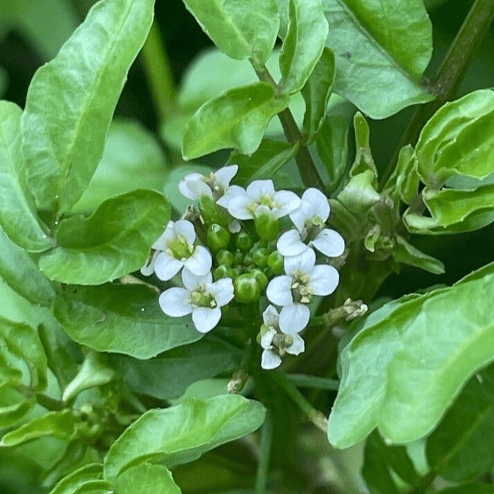 Water Cress (Radicula nasturtium aquaticum) - 5.5" Pot