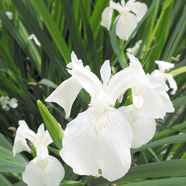 White Rush (Iris pseudacorus) - 5.5" Pot