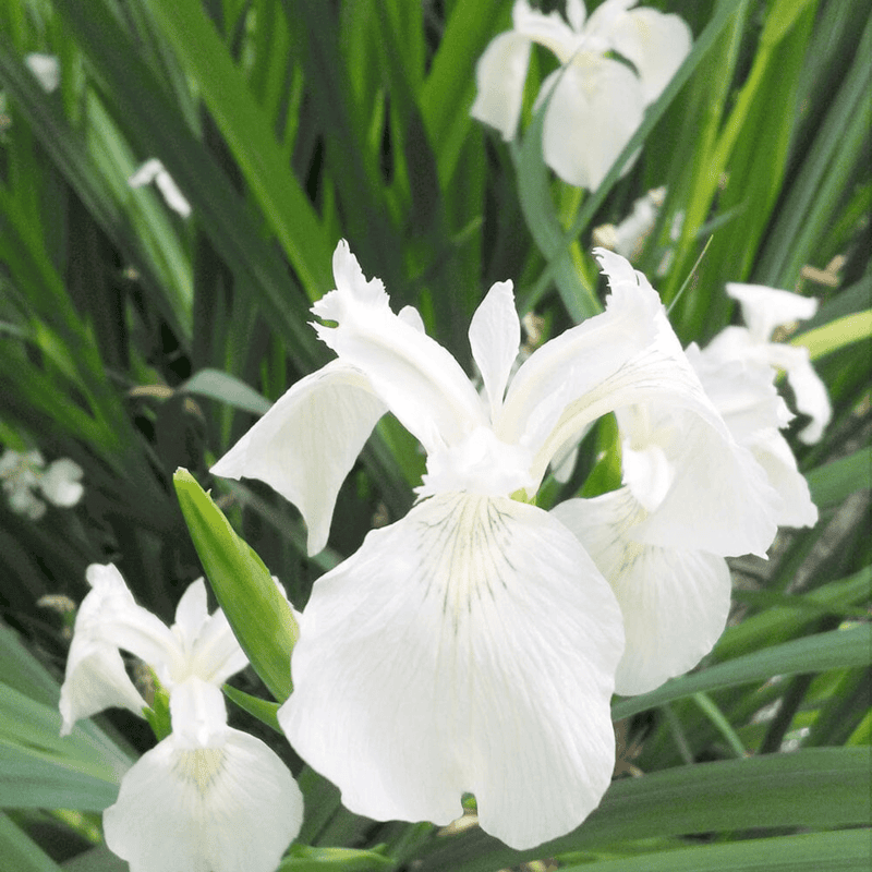White Rush (Iris pseudacorus) - 5.5" Pot
