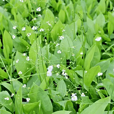 Water Plantain (Alisma plantago aquatica) - 5.5" Pot