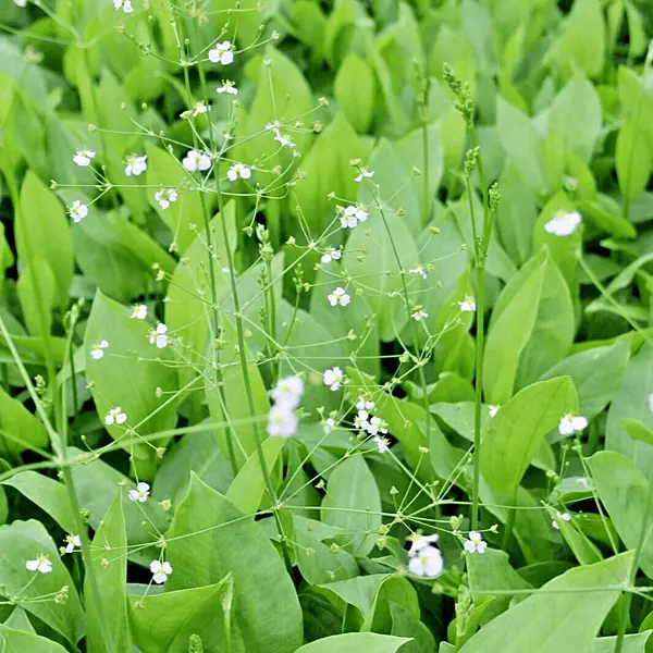 Water Plantain (Alisma plantago aquatica) - 5.5" Pot