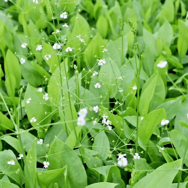 Water Plantain (Alisma plantago aquatica) - 5.5" Pot