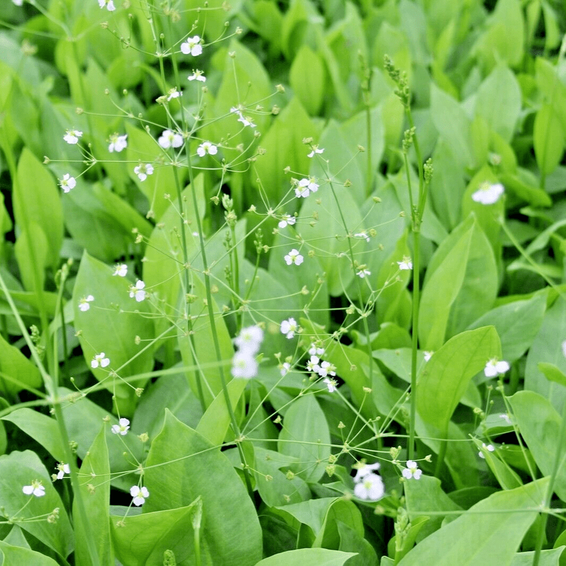 Water Plantain (Alisma plantago aquatica) - 5.5" Pot