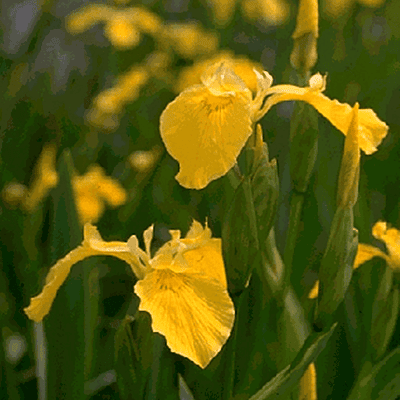 Yellow Water Iris (Iris pseudacorus) - 5.5" Pot