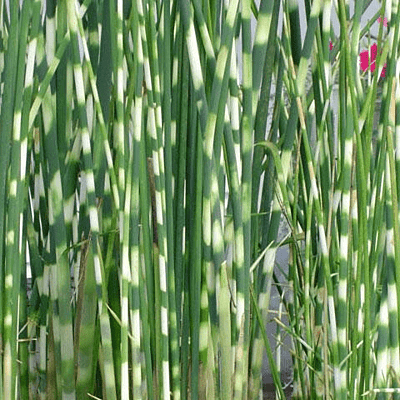 Zebra Rush (Scirpus tabernaemontani zebrinus) - 5.5" Pot