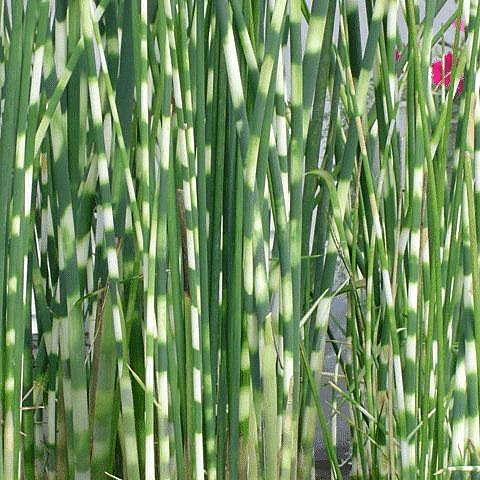 Zebra Rush (Scirpus tabernaemontani zebrinus) - 5.5" Pot