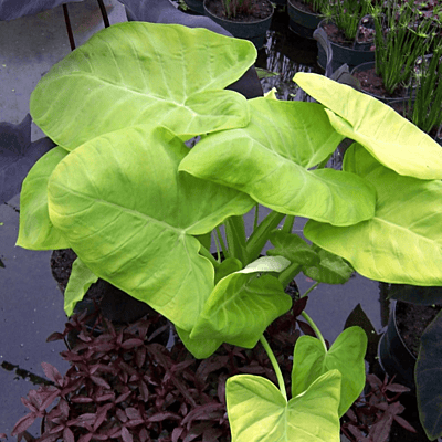 Lemon Lime Taro (Xanthosoma mafaffa) - 10" Bulb Pot