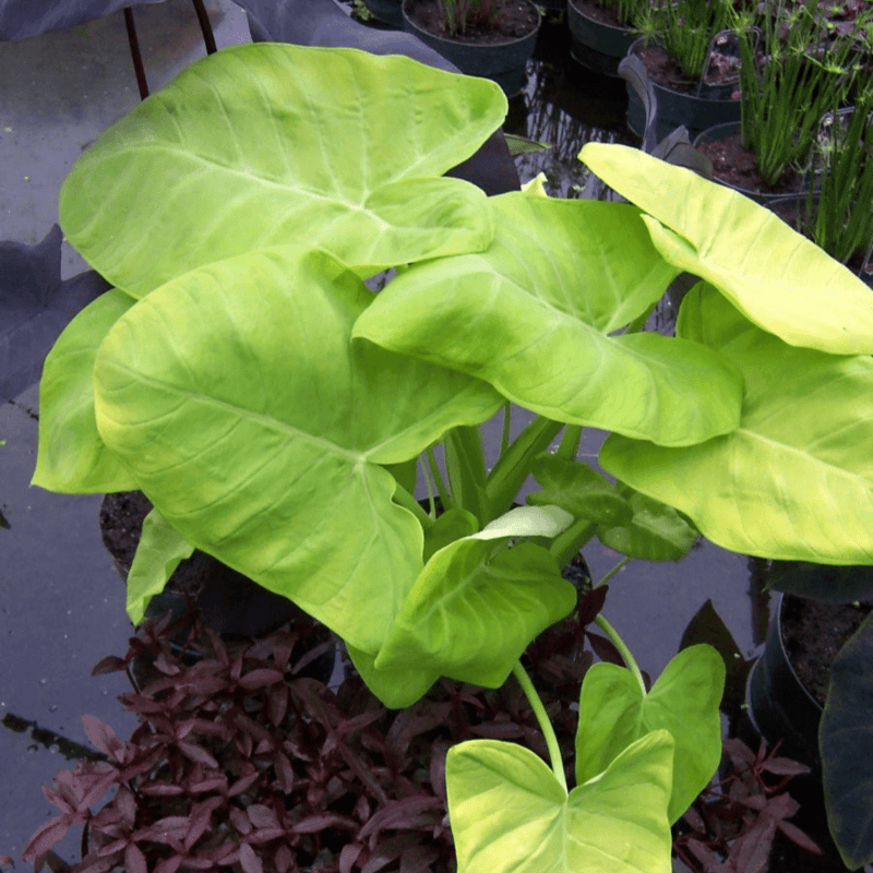 Lemon Lime Taro (Xanthosoma mafaffa) - 10" Bulb Pot