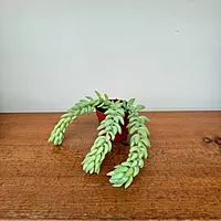 Burro's Tail (Sedum morganianum) - 2.5" Pot