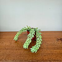 Burro's Tail (Sedum morganianum) - 2.5" Pot