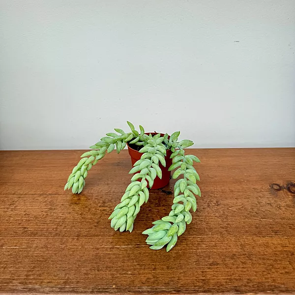 Burro's Tail (Sedum morganianum) - 2.5" Pot