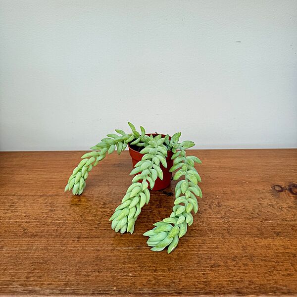 Burro's Tail (Sedum morganianum) - 2.5" Pot