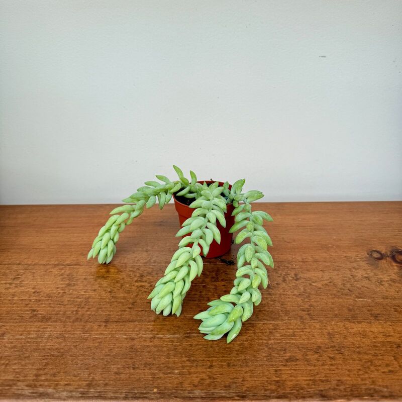 Burro's Tail (Sedum morganianum) - 2.5" Pot
