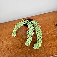 Burro's Tail (Sedum morganianum) - 2.5" Pot