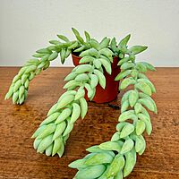 Burro's Tail (Sedum morganianum) - 2.5" Pot