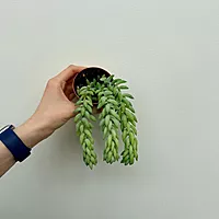 Burro's Tail (Sedum morganianum) - 2.5" Pot