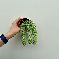 Burro's Tail (Sedum morganianum) - 2.5" Pot
