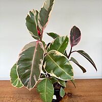 Ficus elastica 'Ruby' (Variegated Rubber Plant 'Ruby') - 4" Pot