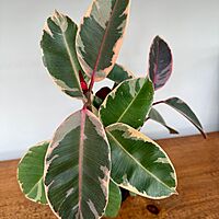 Ficus elastica 'Ruby' (Variegated Rubber Plant 'Ruby') - 4" Pot