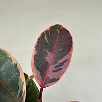 Ficus elastica 'Ruby' (Variegated Rubber Plant 'Ruby') - 4" Pot