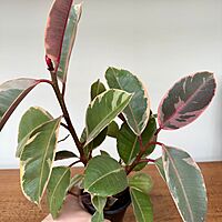 Ficus elastica 'Ruby' (Variegated Rubber Plant 'Ruby') - 4" Pot