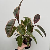 Ficus elastica 'Ruby' (Variegated Rubber Plant 'Ruby') - 4" Pot