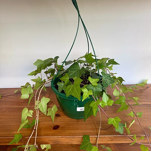 Ivy - Assorted (Hedera helix - Assorted) - 8" Pot HB