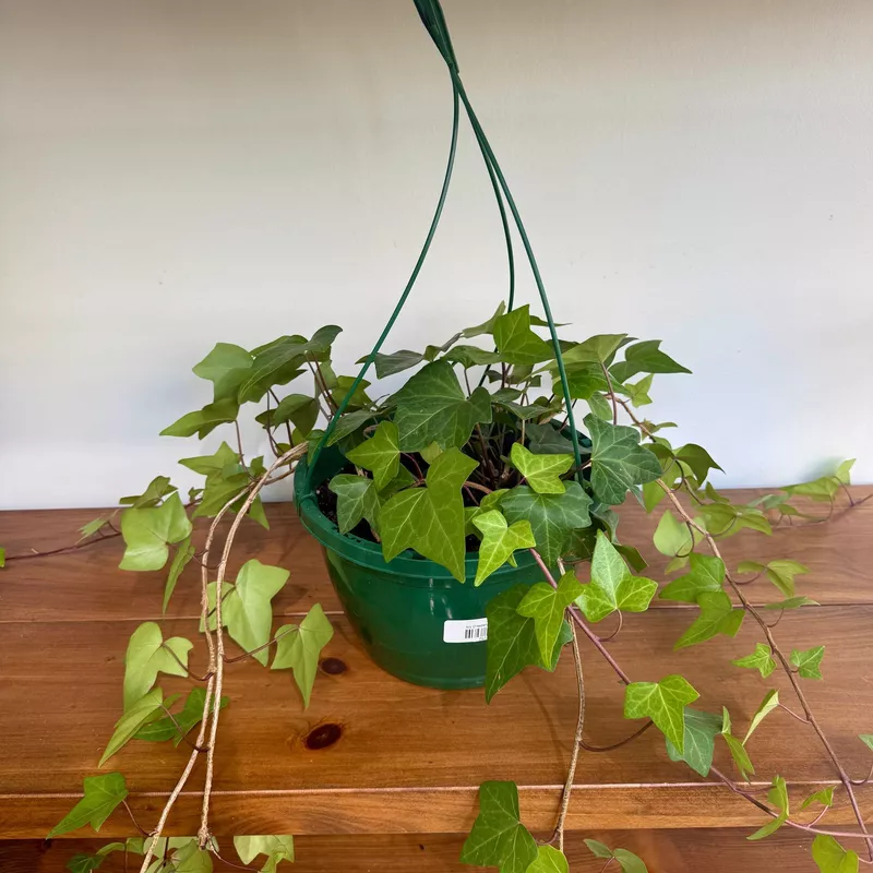 Ivy - Assorted (Hedera helix - Assorted) - 8" Pot HB